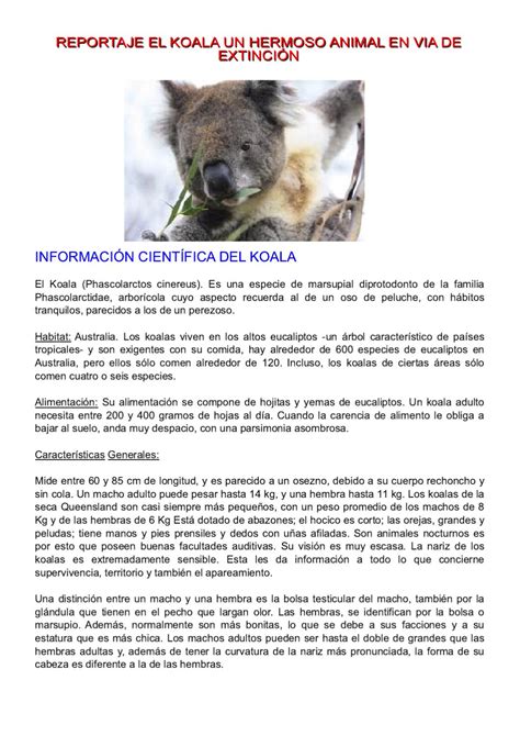 Reportaje El Koala Un Hermoso Animal En Vía De Extinción By Rubén Darío