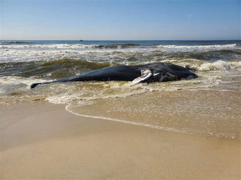 Dead Whale Washes Up On Long Beach