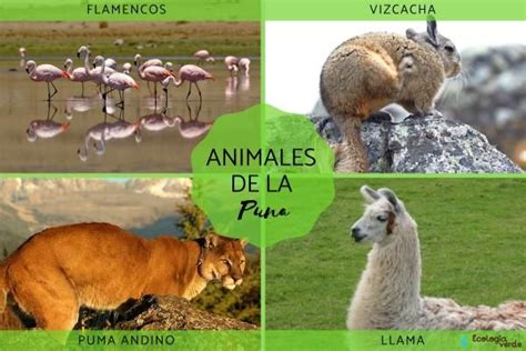 Puna Qu Es Caracter Sticas Flora Y Fauna Resumen Fotos Y Mapa