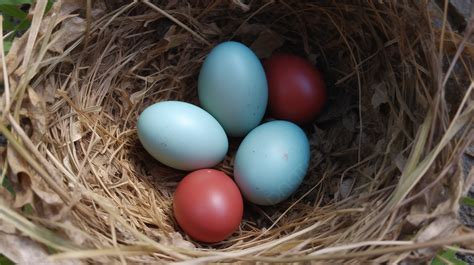 Burung Memiliki Telur Biru Dan Merah Di Sarangnya Gambar Telur