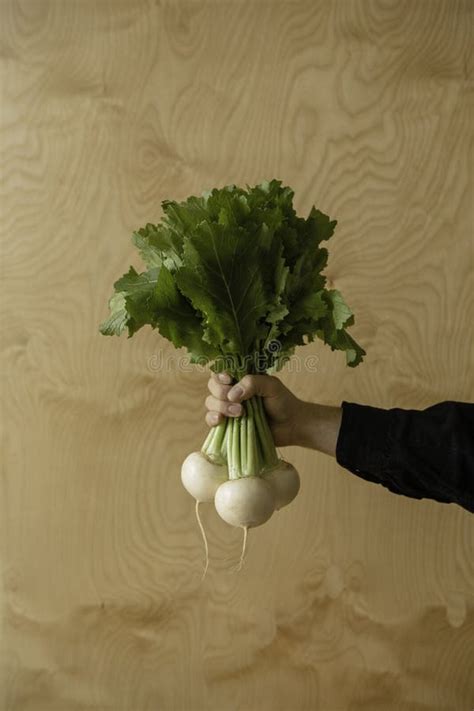 Organic Fresh Harvested Vegetables Man`s Hands Holding Fresh Turnip In