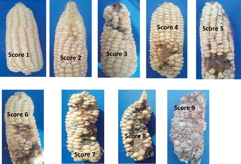 Figure From Influence Of Sowing Dates On The Population Density Of