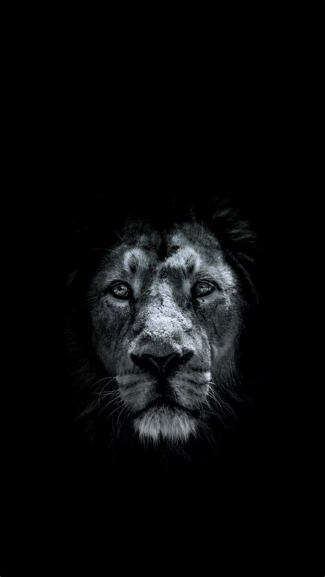 Amoled Lion Wallpapers 4k Hd Amoled Lion Backgrounds On Wallpaperbat