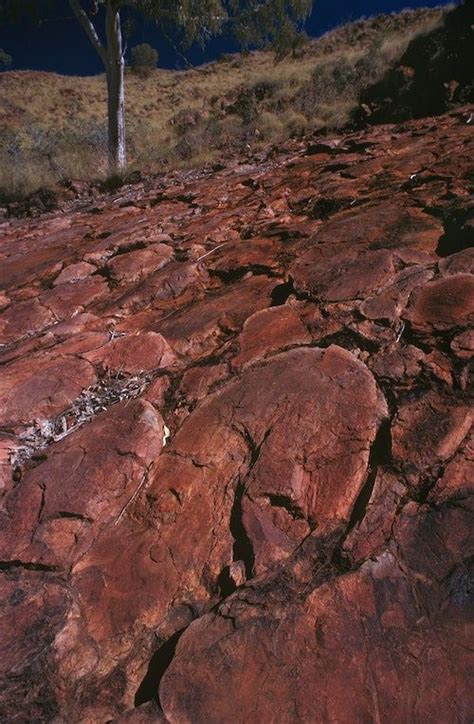 These 239 Million-Year-Old Fossils Could Help Us Hunt…