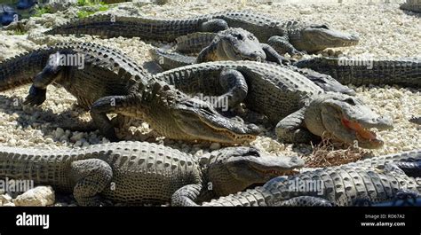 Alligators - Everglades Alligator Farm - Florida City, Florida Stock ...