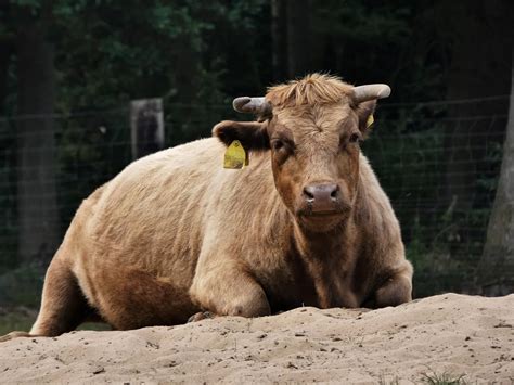 L actualité régionale Radio Contact Dans l Aisne un boeuf saute