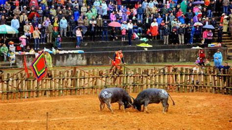 Buffalo Fighting Festival Vietnam National Administration Of Tourism