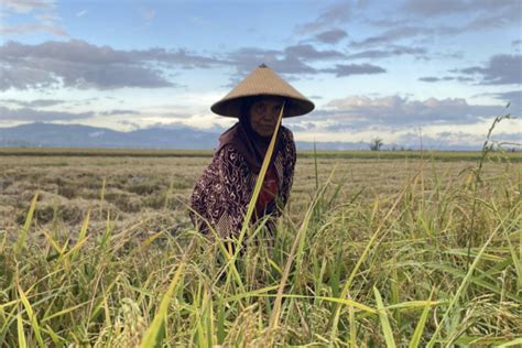 Para Petani Perempuan Bertarung Nasib Di Tengah Krisis Iklim Pulau Buru