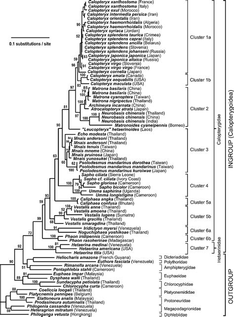 Maximum Likelihood Estimate Of The Calopterygoid Phylogeny Based On