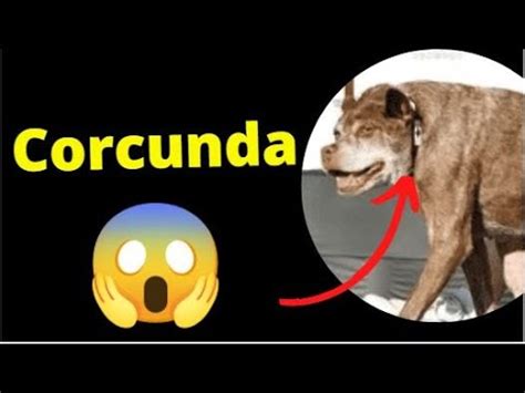 Cachorro Cururu É Uma Anomalia DESVENDEI O MISTÉRIO YouTube