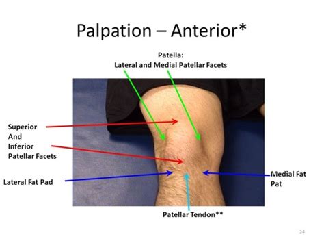 Knee Leg Ankle Foot Flashcards Quizlet