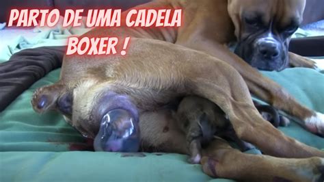 Chegou O Dia Parto De Uma Cadela Boxer Passo A Passo YouTube