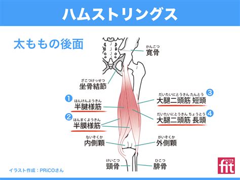 ハムストリングス／大腿二頭筋、半腱様筋、半膜様筋の解剖学（筋肉のしくみ）と効果的な筋トレ法、ストレッチの方法 Youtube動画あり 大阪