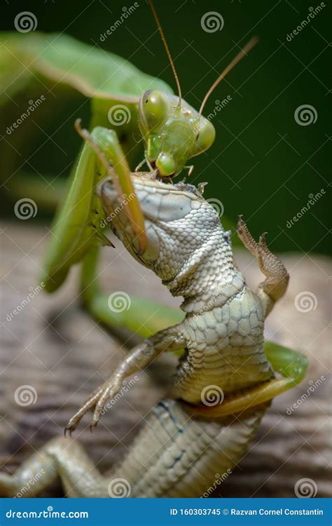 Lizard Vs Praying Mantis Royalty-Free Stock Photography | CartoonDealer ...