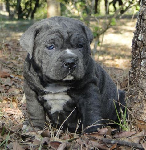 American Bully Puppy Was Born With Blue Eyes