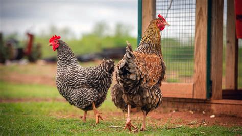 Highly Pathogenic Avian Bird Flu Strikes Backyard Chickens In Oklahoma