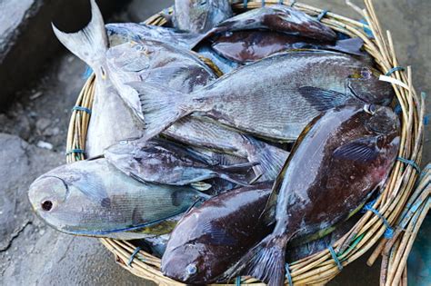 Ikan Kelinci Segar Di Keranjang Di Pasar Ikan Tradisional Foto Stok