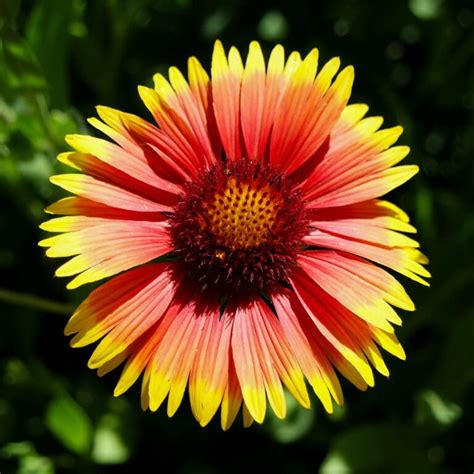 Organic Blanket Flower Seed Adaptive Seeds