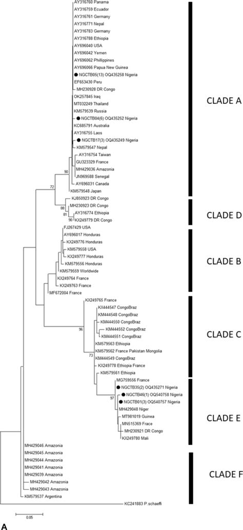 Ac Maximum Likelihood Tree Of Bp Fragment Of Cytb Gene A Pb