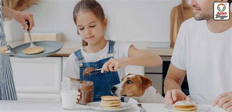 ¿por Qué Los Perros No Pueden Comer Chocolate ¡descúbrelo