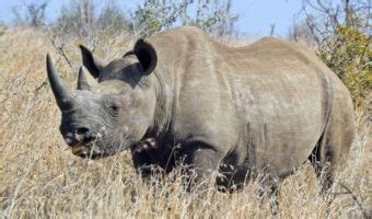 Black Rhinoceros - Facts, Diet & Habitat Information