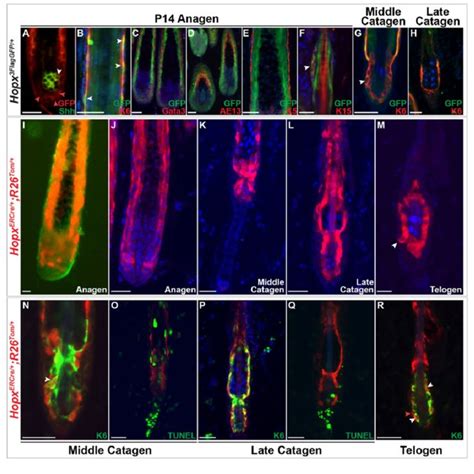 Hopx Cells In The Lower Hair Bulb Give Rise To K Cells In Telogen