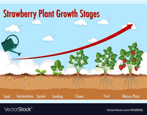 Life cycle of strawberry diagram Royalty Free Vector Image