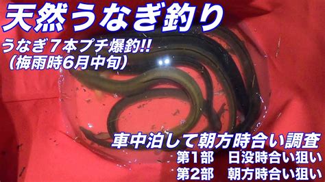 令和5年6月1718日 天然うなぎ釣り うなぎ7本プチ爆釣 ドバミミズ使用 Youtube