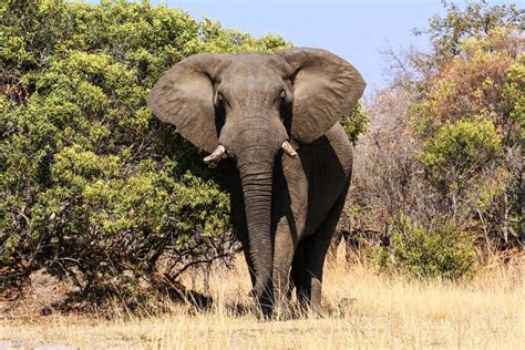 Download A Large Elephant Walking Through A Field