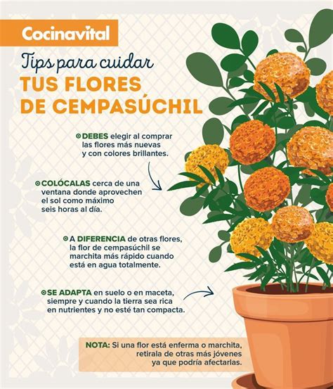 C Mo Cuidar Flor De Cempas Chil Y No Se Marchiten En La Ofrenda Flor