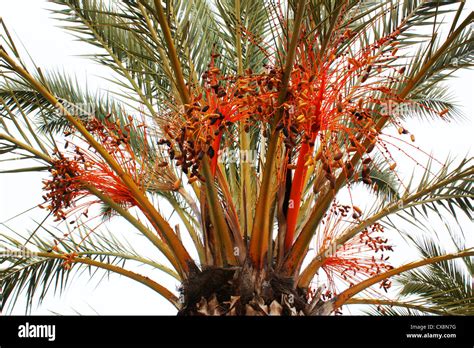 Fresh Dates Growing On A Tree Stock Photo Alamy