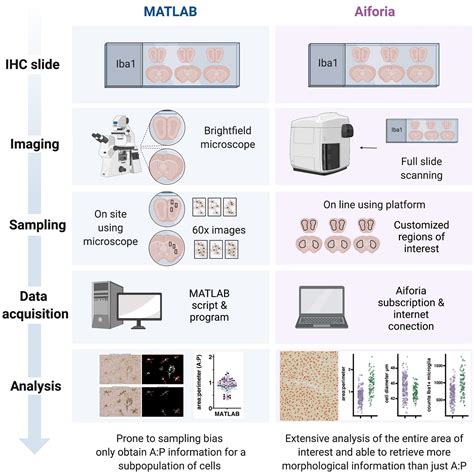 Frontiers A Novel Automated Morphological Analysis Of Iba Microglia