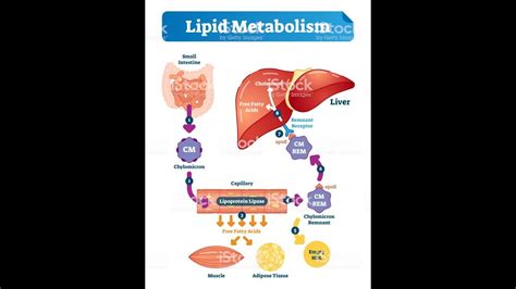 Lipid Metabolism Biochemistry Session 1lipid Digestion Youtube