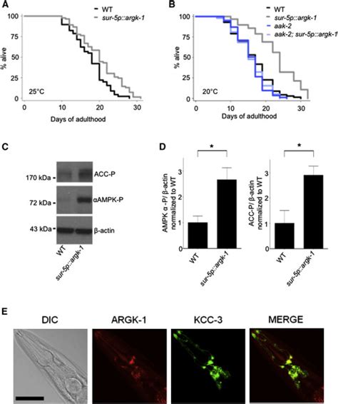 Aak 2 AMPK Contributes To Lifespan Extension By Overexpression Of ARGK