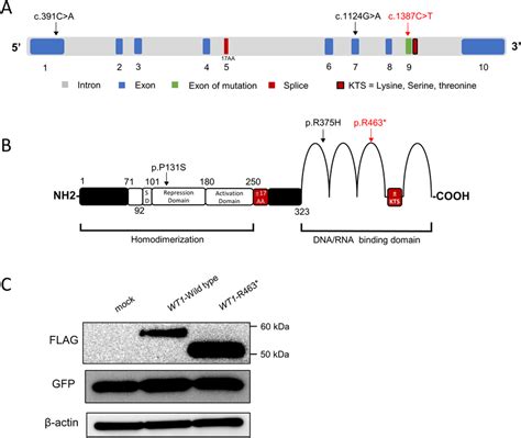 Schematic Representation Of The Wt1 Gene And Protein A Wt1 Is