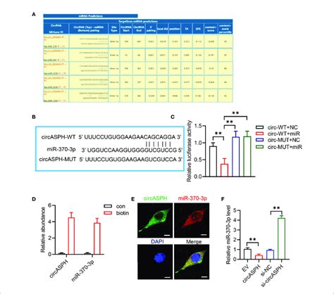 Circasph Sponged Mir 370 3p A Score List For The Circinteractome