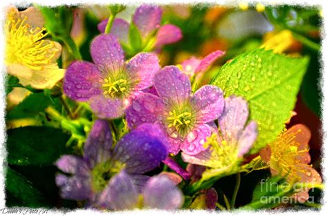 Southern Missouri Wildflowers 1 Photograph By Debbie Portwood Fine