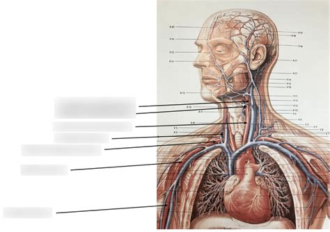 Cardio Poster Diagram Quizlet