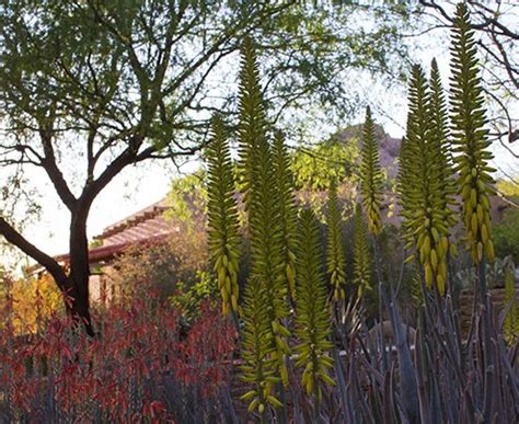 Desert Botanical Garden | Garden Design — 3 fromme DESIGN | Desert ...