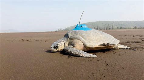 Female Olive Ridley Turtle First To Be Satellite Tagged In Maharashtra