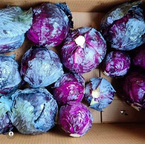 Red Cabbage At Rs 70kg Denkanikottai Hosur Id 27387599430