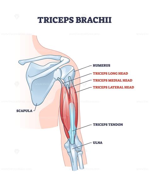 Triceps Brachii Muscle With Human Arm And Shoulder Bones Outline