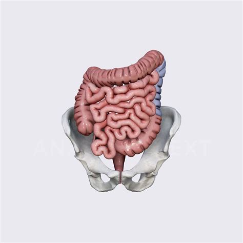 Descending colon | Media Library | Anatomy.app | Learn anatomy | 3D models, articles, and quizzes