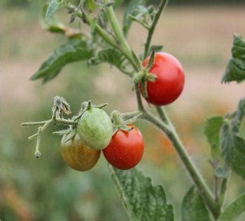 Seminare I Pomodori Come E Quando Orto Da Coltivare