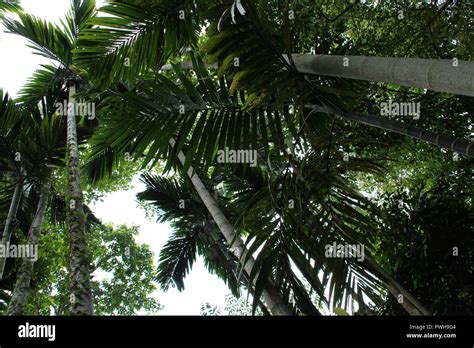 On Pulau Ubin in Singapore Stock Photo - Alamy