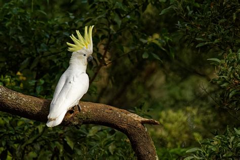 Brackto Makanan Burung Kakak Tua Untuk Anda Perlu Tahu