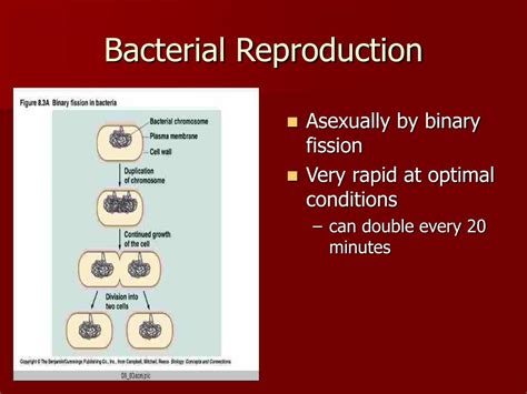 Ppt Viruses And Bacteria Powerpoint Presentation Free Download Id 4633176