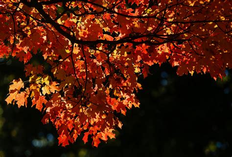 Keep track of fall colors, leaves changing in Missouri with this tool