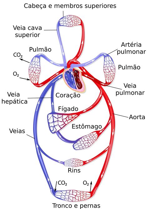 Sistema Circulatório Mind Map