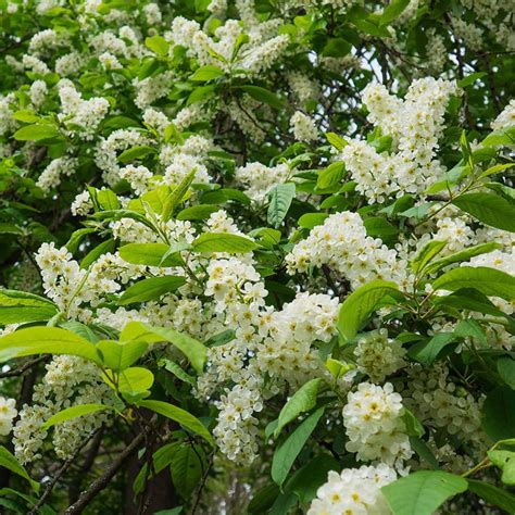 Bird Cherry Prunus Padus Hedging Hedges Direct Blog